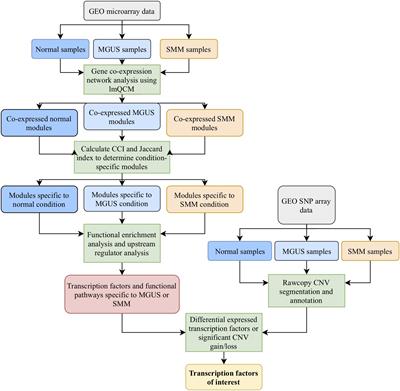 Gene Co-expression Network and Copy Number Variation Analyses Identify Transcription Factors Associated With Multiple Myeloma Progression